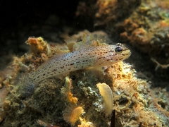 Gobius bucchichi