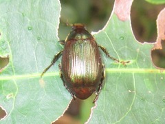 Callistethus marginatus