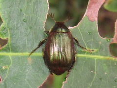 Callistethus marginatus