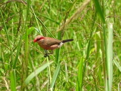 Estrilda troglodytes
