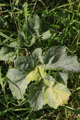 Erysiphe heraclei
