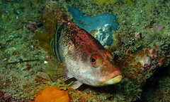 Hypoplectrodes nigroruber