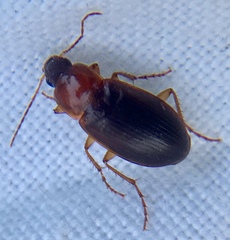 Calathus melanocephalus