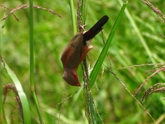 Estrilda troglodytes