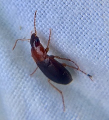 Calathus melanocephalus