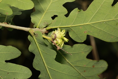 Andricus grossulariae