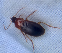 Calathus melanocephalus