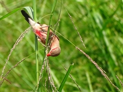 Estrilda troglodytes
