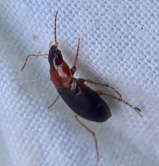 Calathus melanocephalus