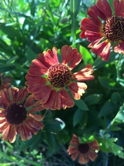 Helenium flexuosum