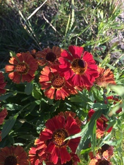 Helenium flexuosum