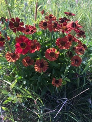 Helenium flexuosum