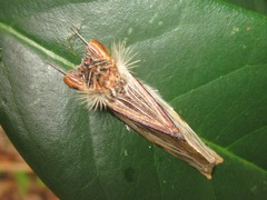 Trichomaplata vittata