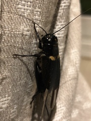 Gryllus bimaculatus