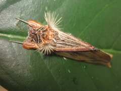 Trichomaplata vittata