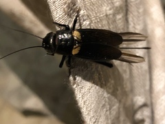 Gryllus bimaculatus
