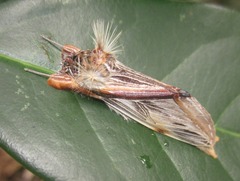 Trichomaplata vittata