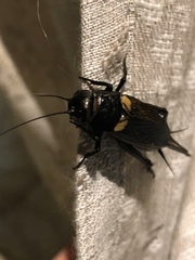 Gryllus bimaculatus