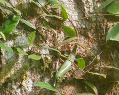 Dasia olivacea