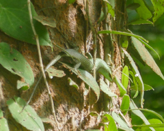 Dasia olivacea