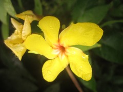 Mandevilla