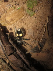 Traumatomutilla incerta