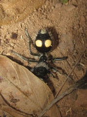 Traumatomutilla incerta