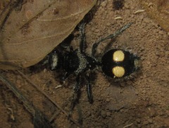 Traumatomutilla incerta