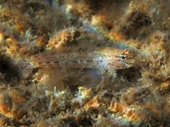 Gobius bucchichi