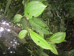 Miconia spennerostachya