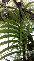 Zamia prasina