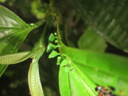 Miconia spennerostachya