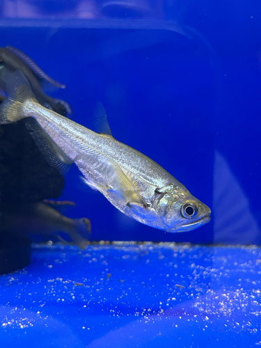 Vampiervis (Hydrolycus scomberoides) — Cynodontidae — 3