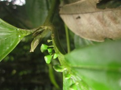 Miconia spennerostachya