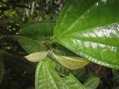 Miconia spennerostachya