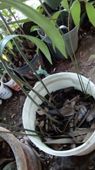 Zamia prasina