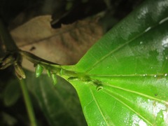 Miconia spennerostachya