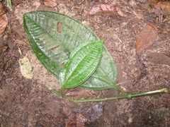 Miconia spennerostachya