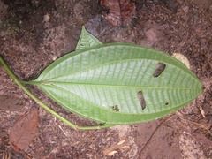 Miconia spennerostachya