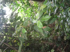 Miconia spennerostachya