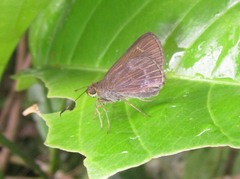 Papias ignarus