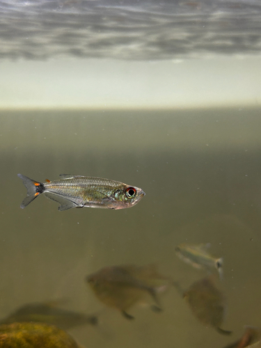 Steindachner's tetra (Gnathocharax steindachneri) — Acestrorhynchidae