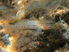 Gobius bucchichi