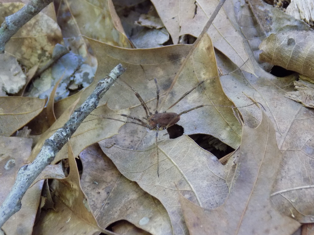 Hadrobunus fusiformis
