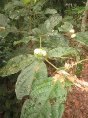 Cordia nodosa