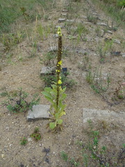 Verbascum thapsus