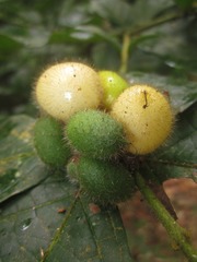 Cordia nodosa