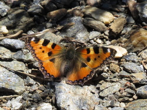 Small Tortoiseshell