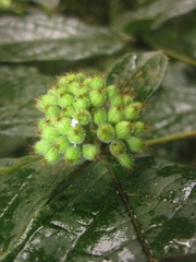 Cordia nodosa
