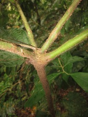 Cordia nodosa